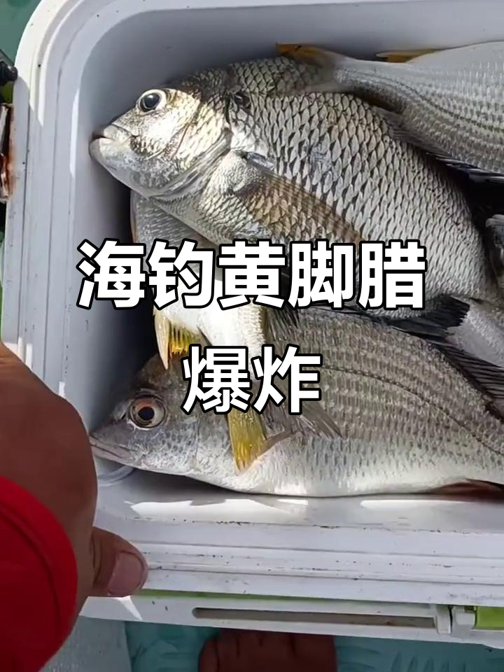春节海钓黄脚(春节海钓黄脚怎么钓) 春节海钓黄脚(春节海钓黄脚怎么钓)