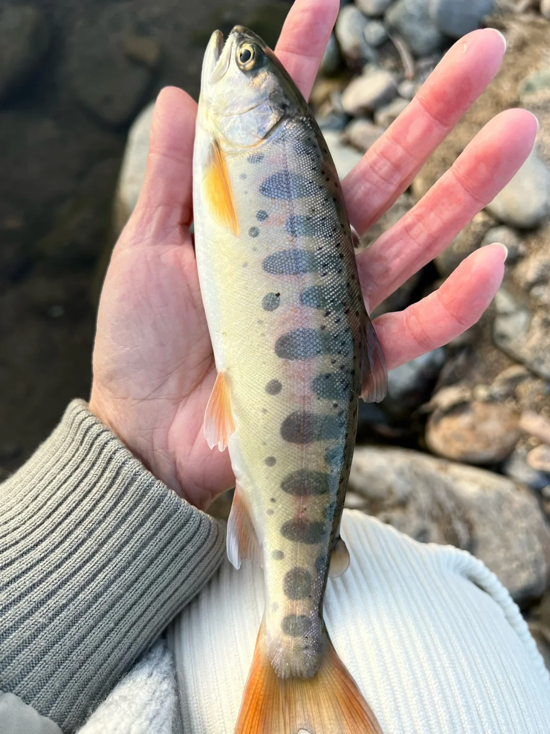 是山岭路亚虹鳟(路亚虹鳟鱼手法技巧) 是山岭路亚虹鳟(路亚虹鳟鱼手法技巧)