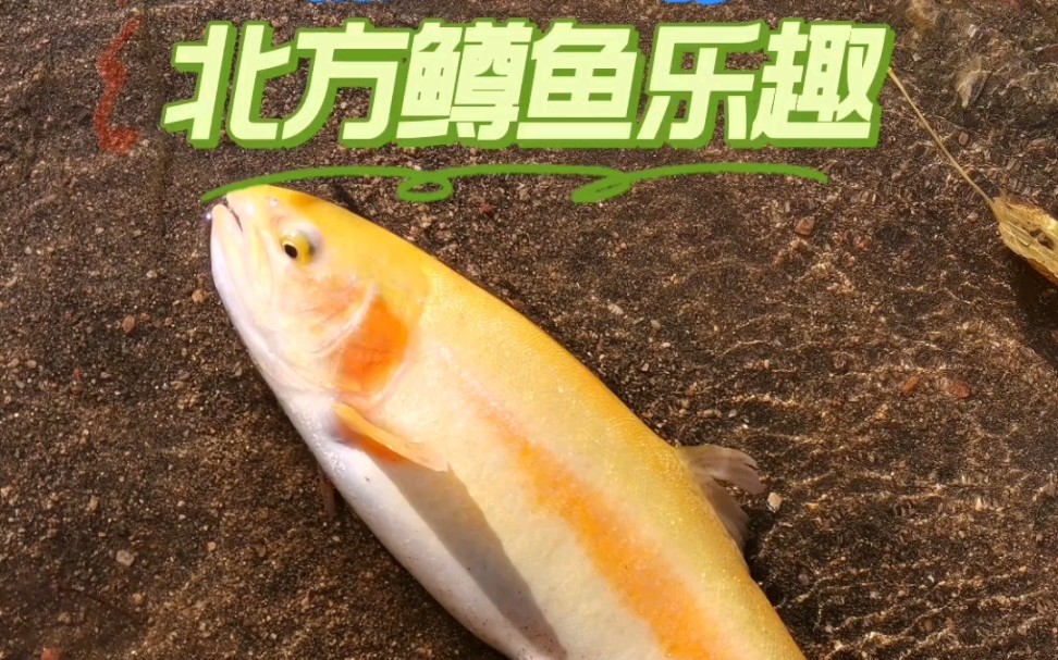 是山岭路亚虹鳟(路亚虹鳟鱼手法技巧) 是山岭路亚虹鳟(路亚虹鳟鱼手法技巧)