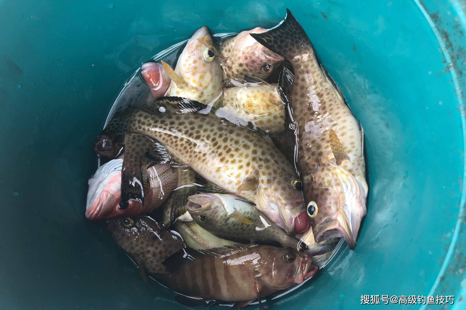 厦门冬季海钓(厦门冬天海钓) 厦门冬季海钓(厦门冬天海钓)