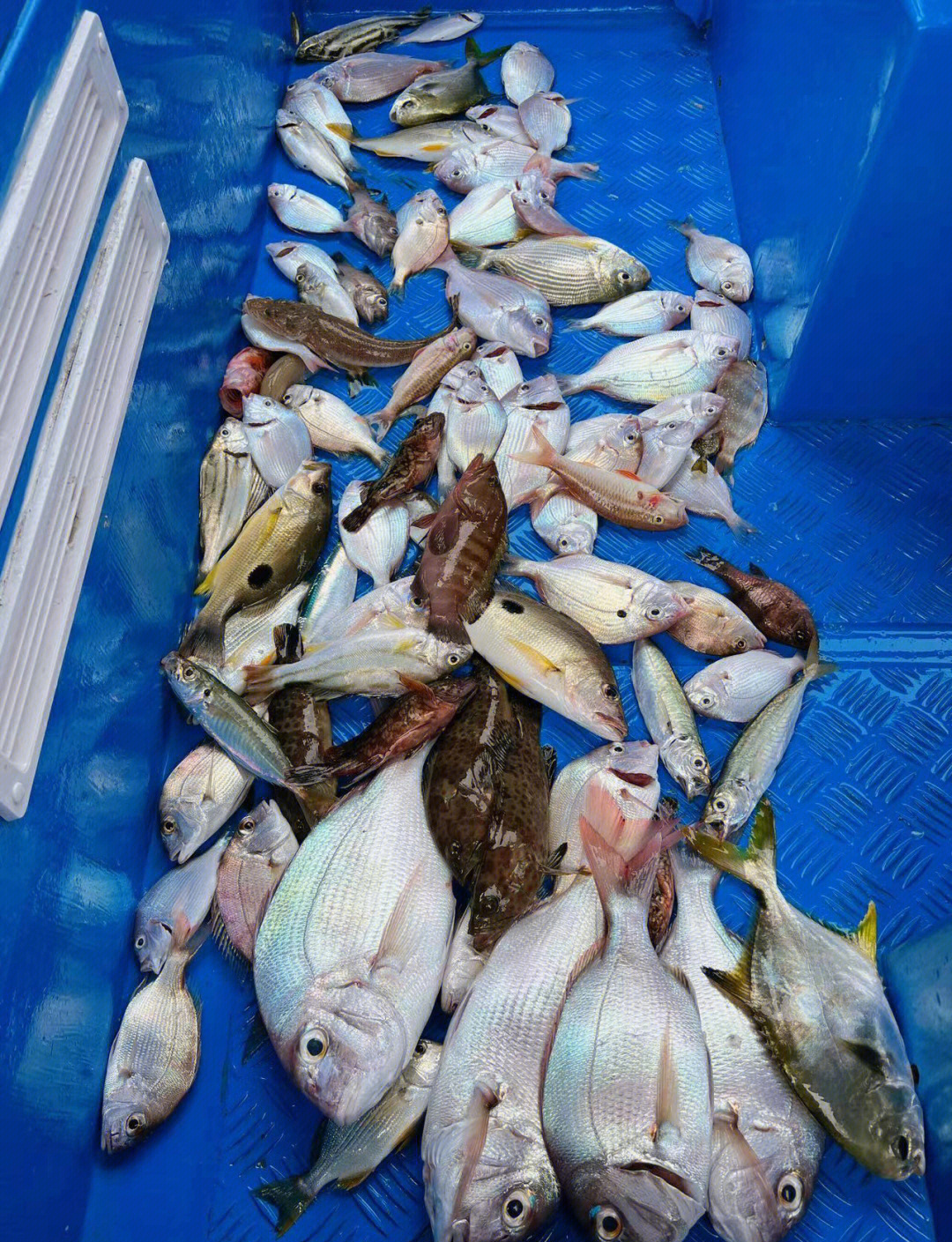 深圳海钓季节(海钓几月份不适合钓鱼) 深圳海钓季节(海钓几月份不适合钓鱼)