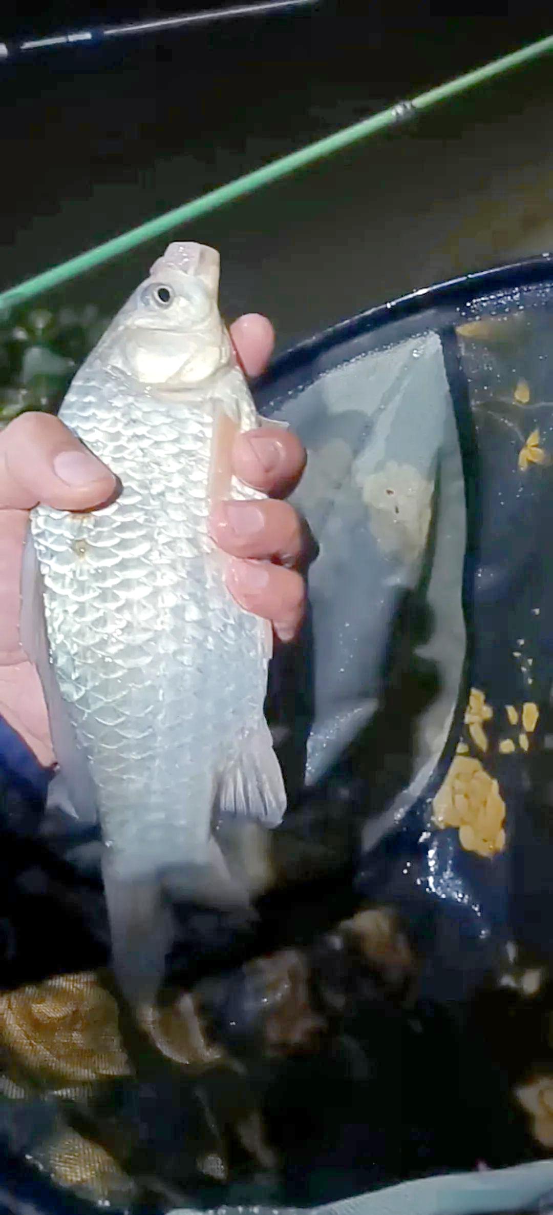 南方河中野钓技巧(冬季在南方河里怎么钓鱼) 南方河中野钓技巧(冬季在南方河里怎么钓鱼)