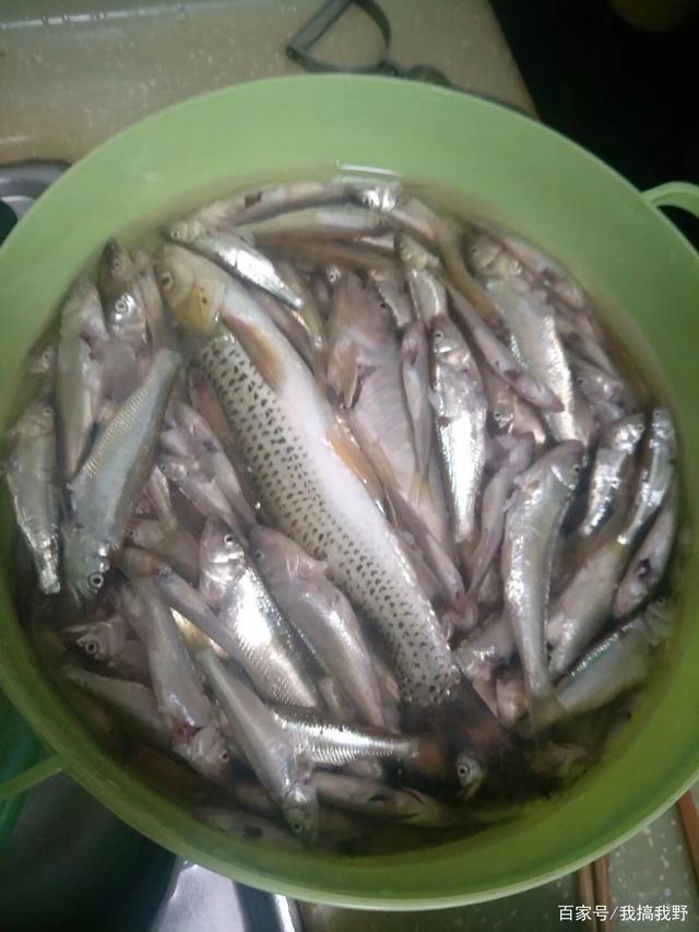 路亚马口冬季(冬季路亚马口鱼) 路亚马口冬季(冬季路亚马口鱼)