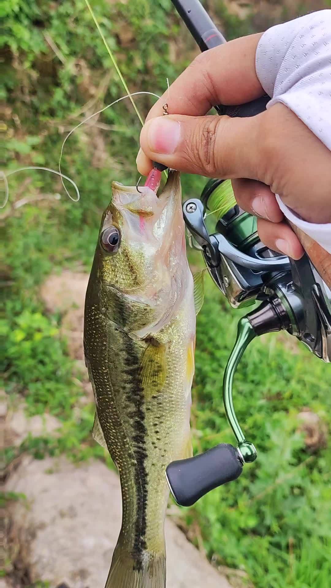 山东海钓鲈鱼地方(山东海钓鲈鱼地方有哪些) 山东海钓鲈鱼地方(山东海钓鲈鱼地方有哪些)