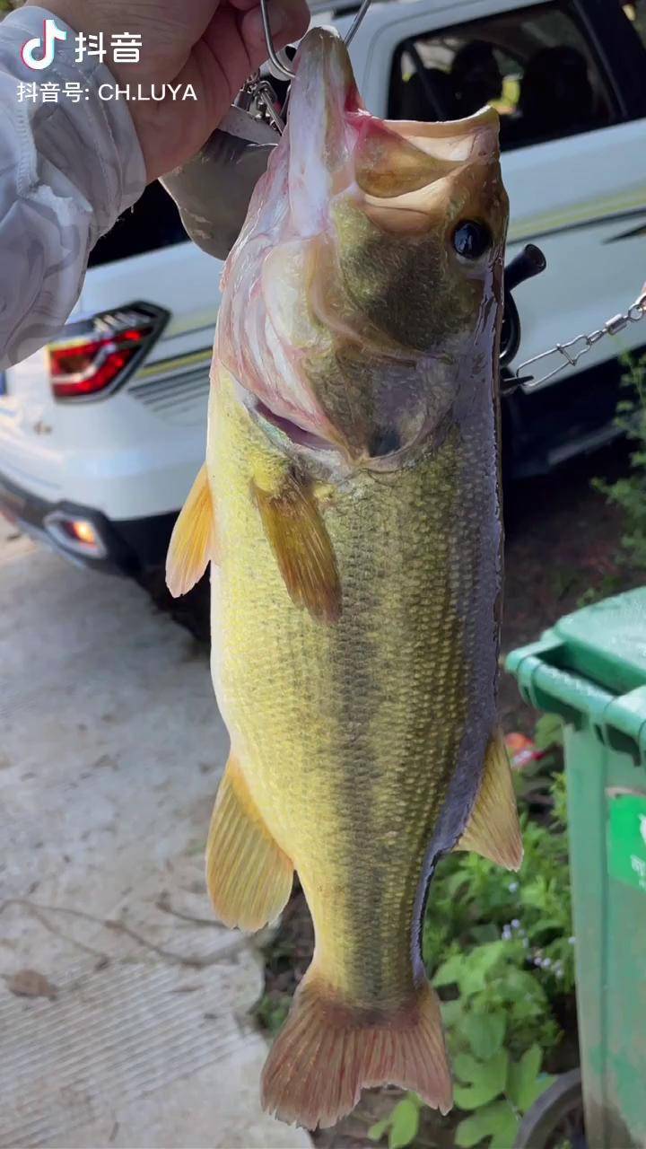 钓场路亚鲈鱼(路亚鲈鱼钓法) 钓场路亚鲈鱼(路亚鲈鱼钓法)