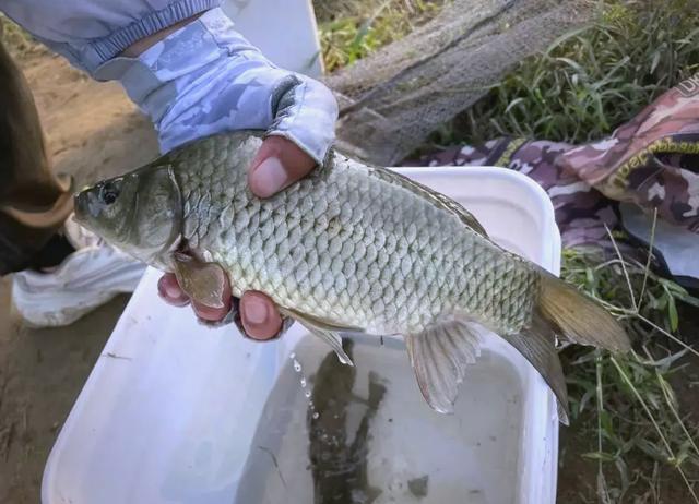 单开饵料(适合冬季野钓鲫鱼的单开饵料) 单开饵料(适合冬季野钓鲫鱼的单开饵料)