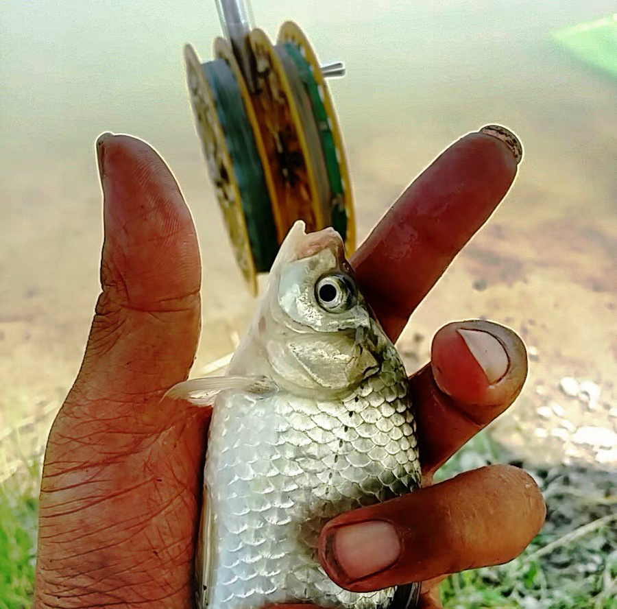 为什么渔具店需要猫(渔具店卖鱼吗) 为什么渔具店需要猫(渔具店卖鱼吗)