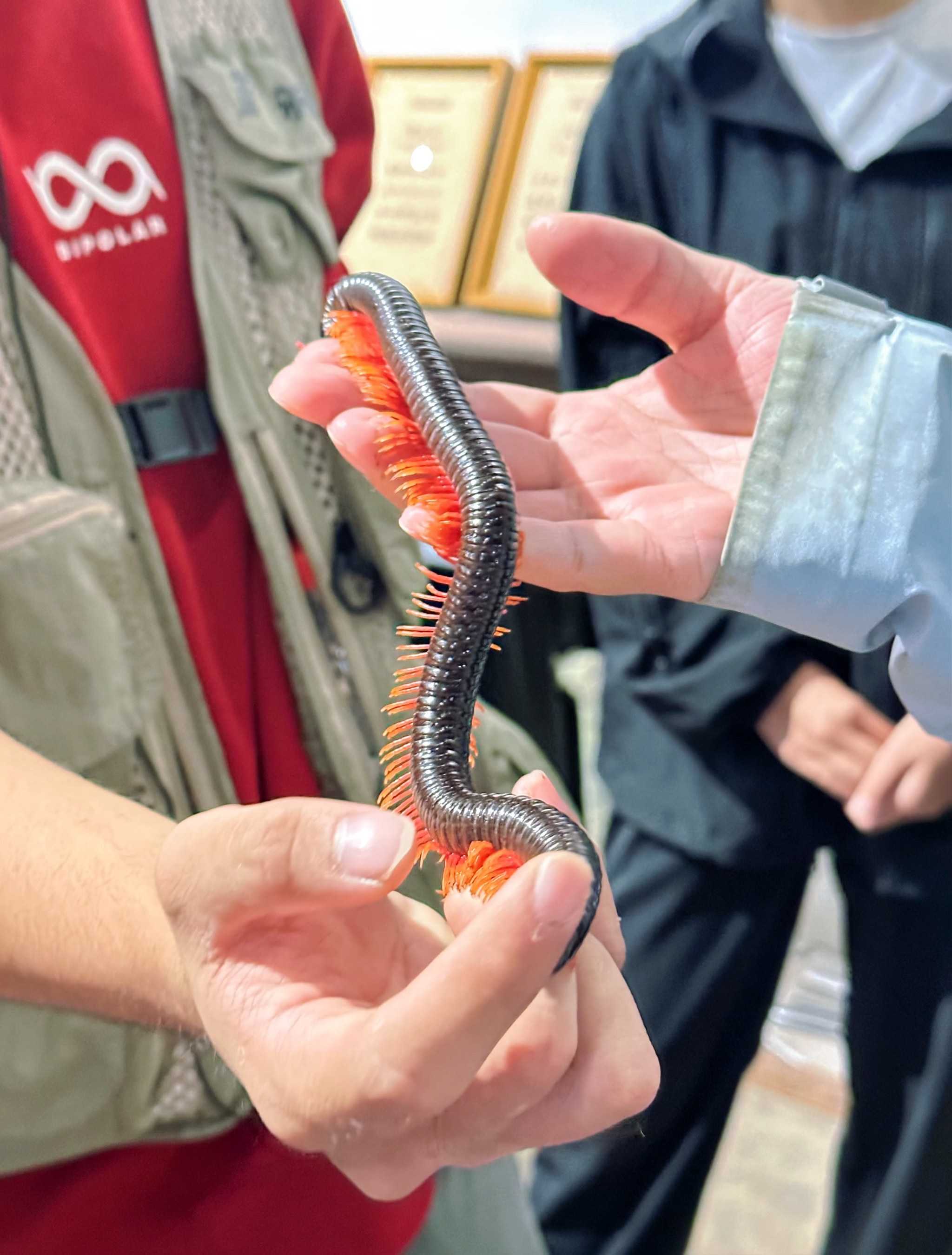 一条路亚虫(1500的路亚虫杆) 一条路亚虫(1500的路亚虫杆)