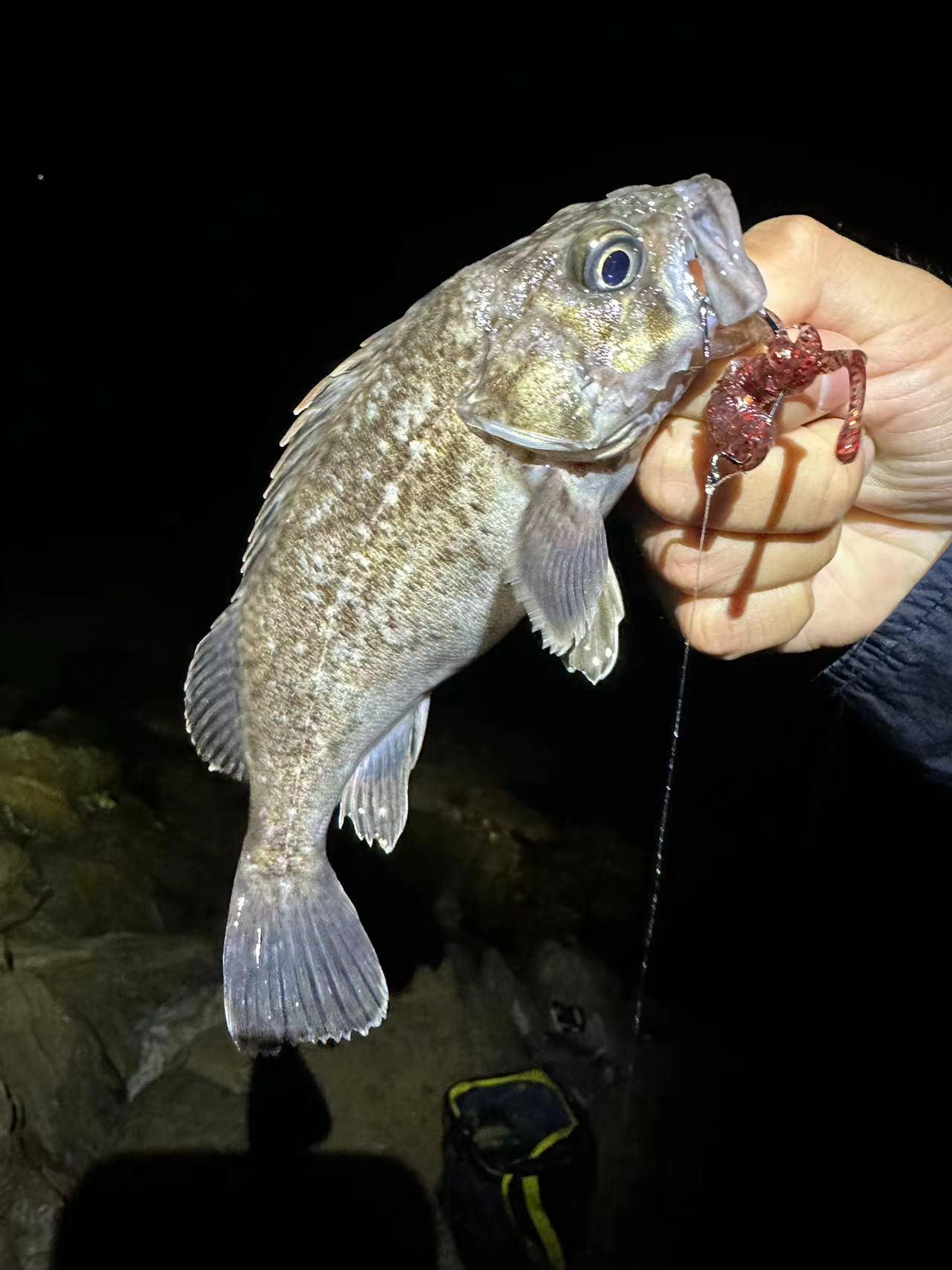 一条路亚虫(1500的路亚虫杆) 一条路亚虫(1500的路亚虫杆)