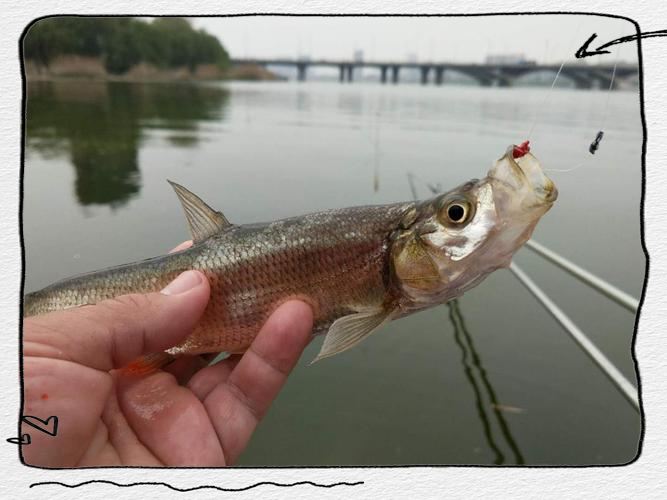 撅嘴鲢路亚(撅嘴鲢鱼是什么鱼) 撅嘴鲢路亚(撅嘴鲢鱼是什么鱼)