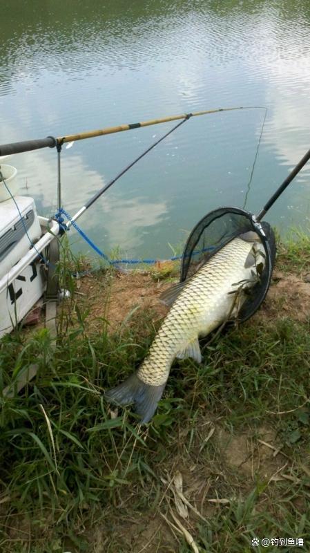 高温天气钓草鱼技巧(夏季高温怎么钓草鱼) 高温天气钓草鱼技巧(夏季高温怎么钓草鱼)