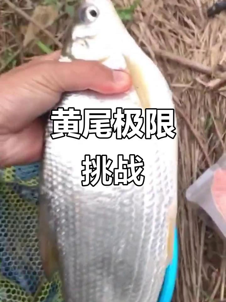 冬季钓黄尾技巧(冬季钓黄尾技巧和方法) 冬季钓黄尾技巧(冬季钓黄尾技巧和方法)