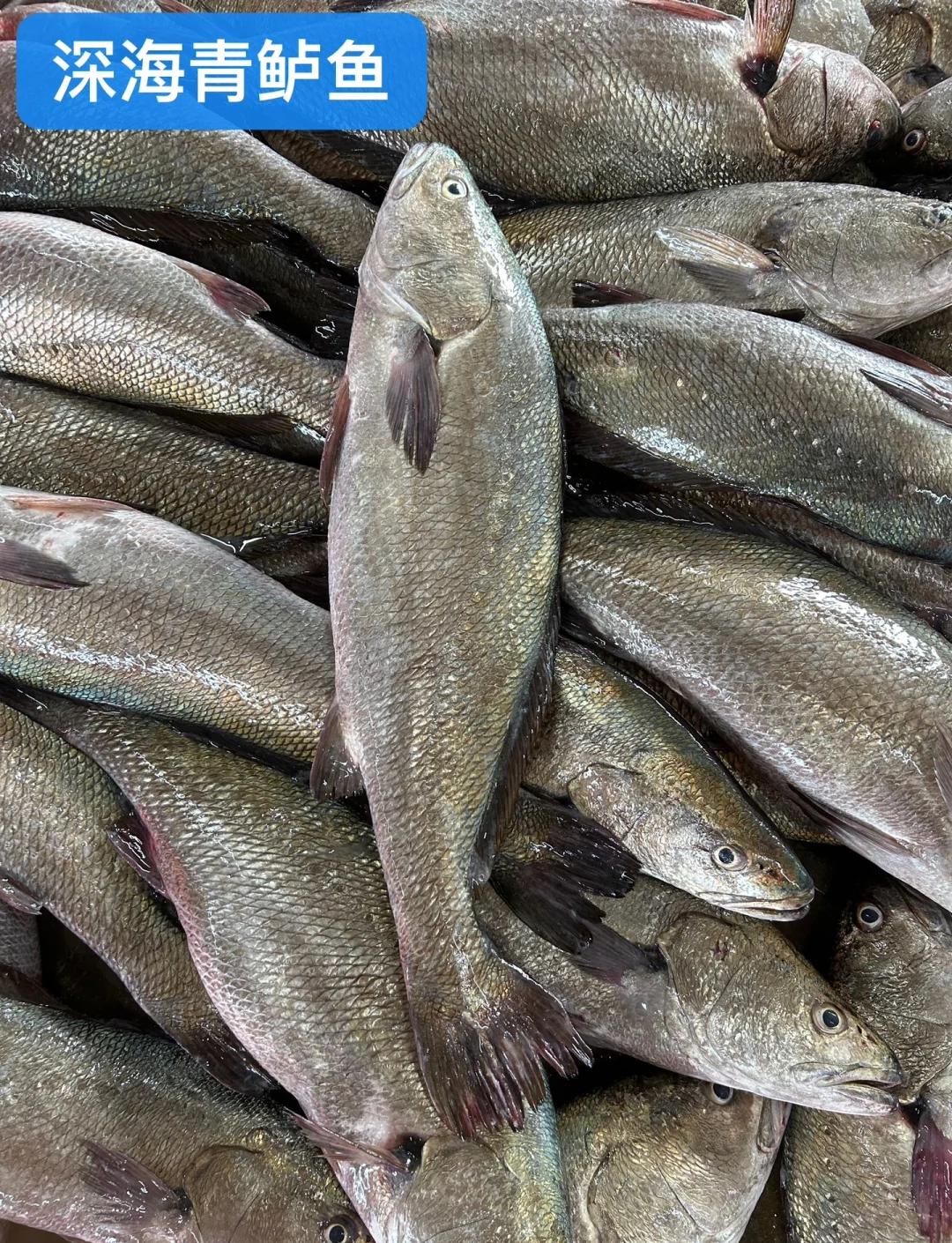 海钓青虫鲈鱼(海钓青虫鲈鱼怎么钓) 海钓青虫鲈鱼(海钓青虫鲈鱼怎么钓)