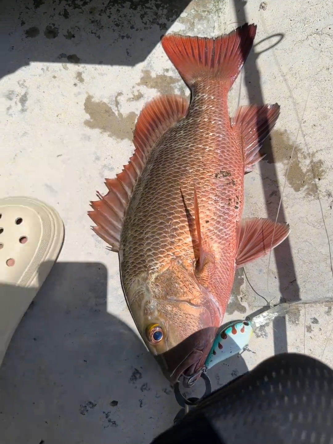 路亚之家海钓(路亚竿海钓视频) 路亚之家海钓(路亚竿海钓视频)