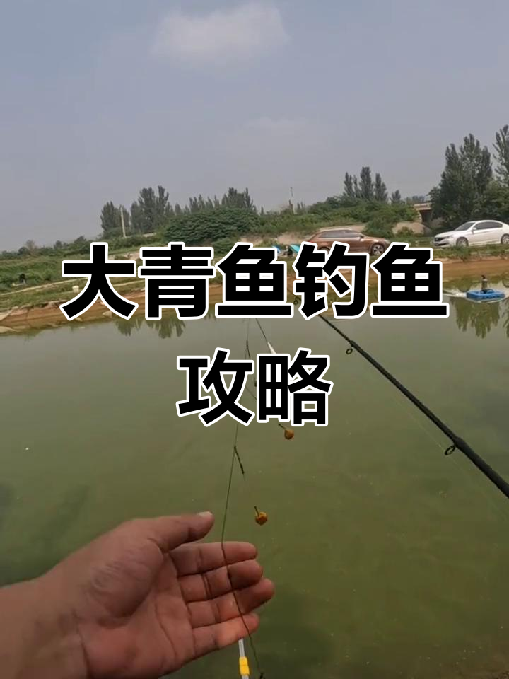 秋季钓青鱼方法与技巧(秋季野钓青鱼技巧) 秋季钓青鱼方法与技巧(秋季野钓青鱼技巧)