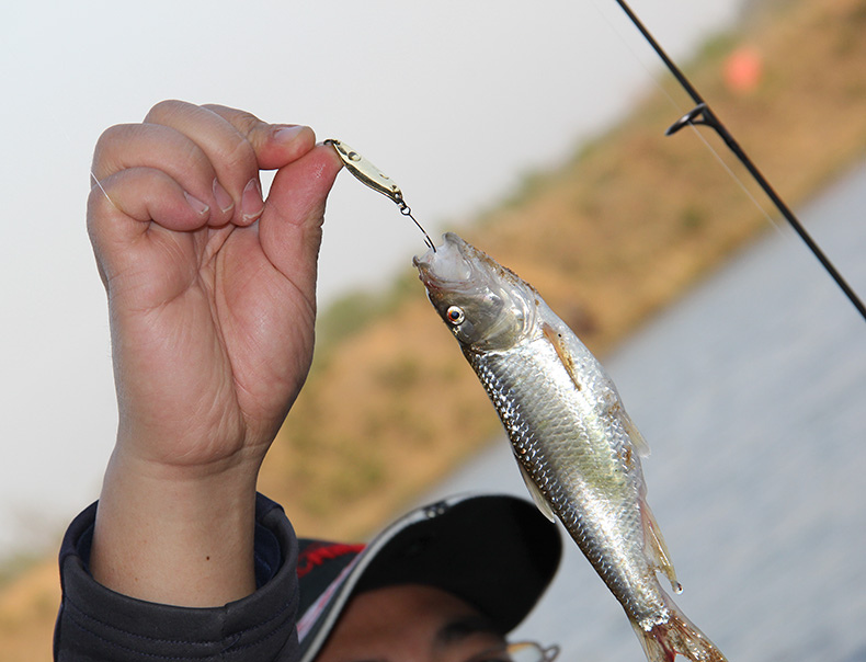 路亚亮片白条图片(路亚亮片是什么原理) 路亚亮片白条图片(路亚亮片是什么原理)