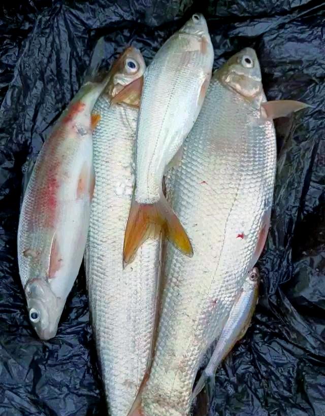 李大毛钓黄尾鱼技巧(最简单的钓黄辣丁方法) 李大毛钓黄尾鱼技巧(最简单的钓黄辣丁方法)