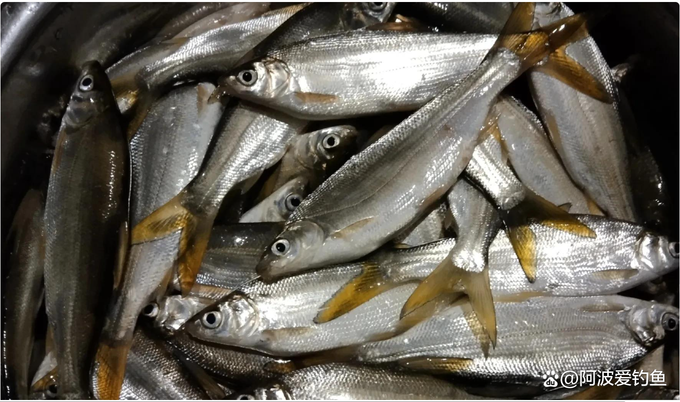 李大毛钓黄尾鱼技巧(最简单的钓黄辣丁方法) 李大毛钓黄尾鱼技巧(最简单的钓黄辣丁方法)