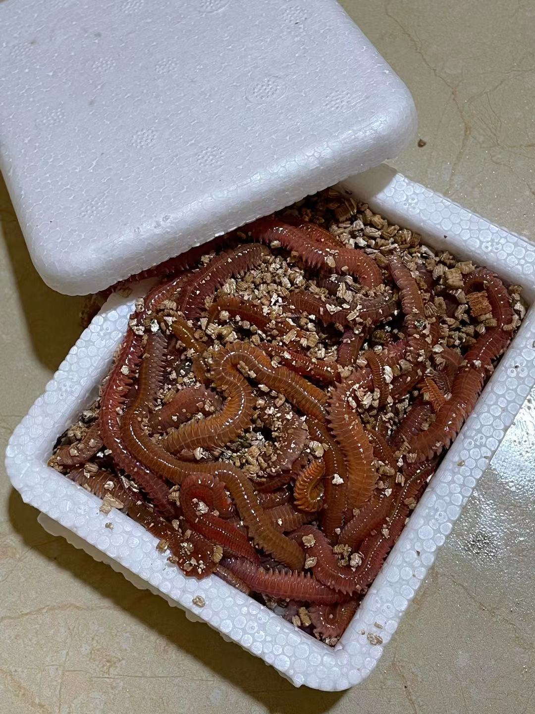 海钓沙蚕闹小鱼(海沙蚕钓淡水鱼) 海钓沙蚕闹小鱼(海沙蚕钓淡水鱼)