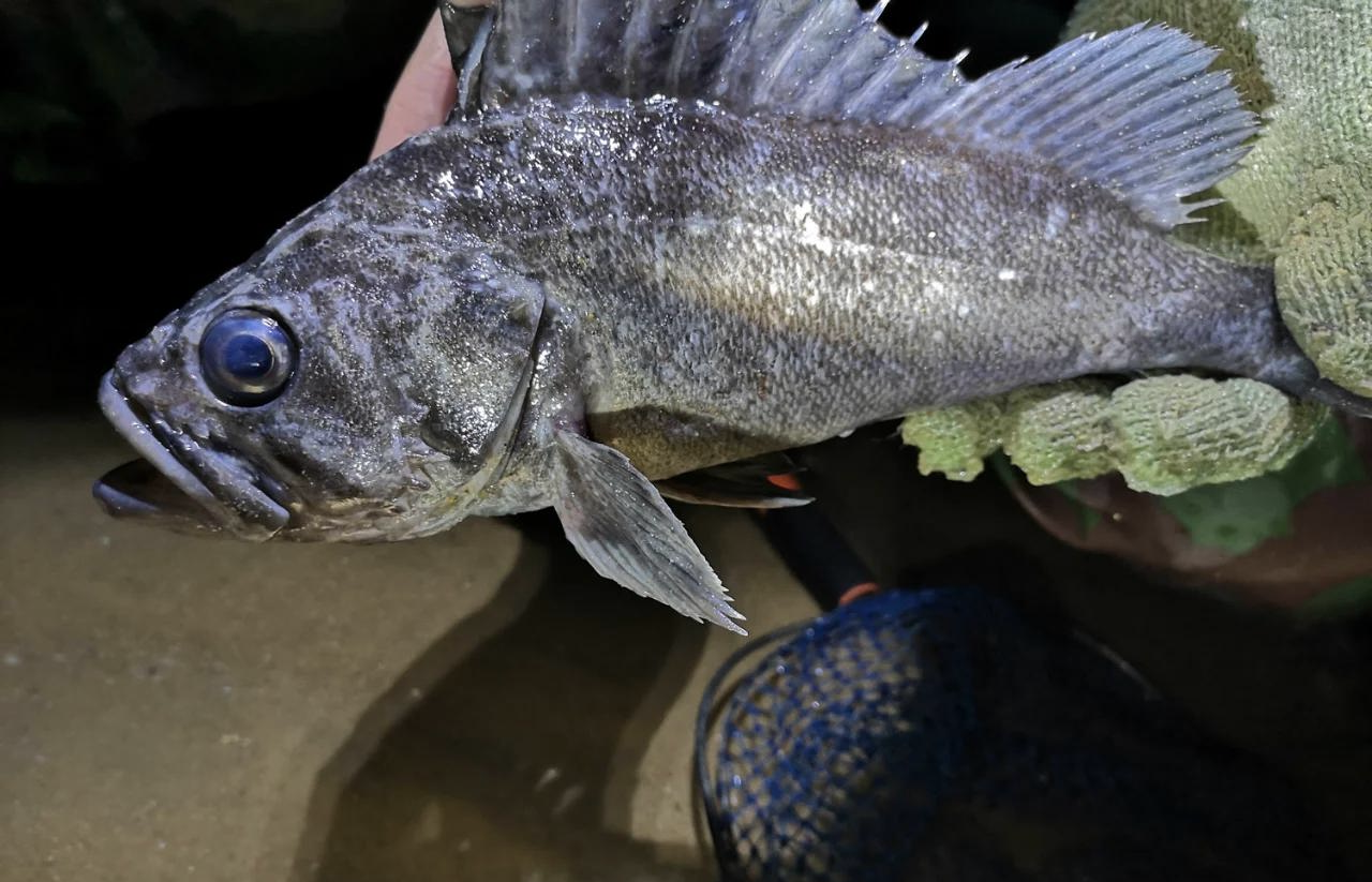 路亚黑鮶鱼(路亚用什么饵最容易上鱼) 路亚黑鮶鱼(路亚用什么饵最容易上鱼)