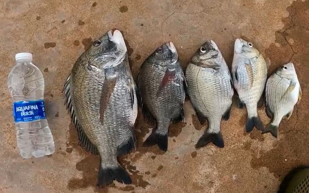 秋季海钓黑鲷(秋季海钓黑鲷饵料配方) 秋季海钓黑鲷(秋季海钓黑鲷饵料配方)