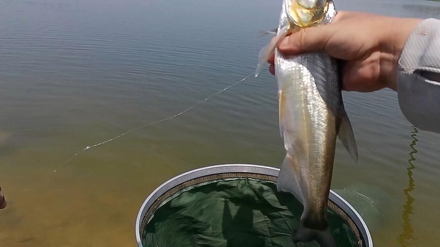 安徽路亚对象鱼(国内路亚对象鱼) 安徽路亚对象鱼(国内路亚对象鱼)