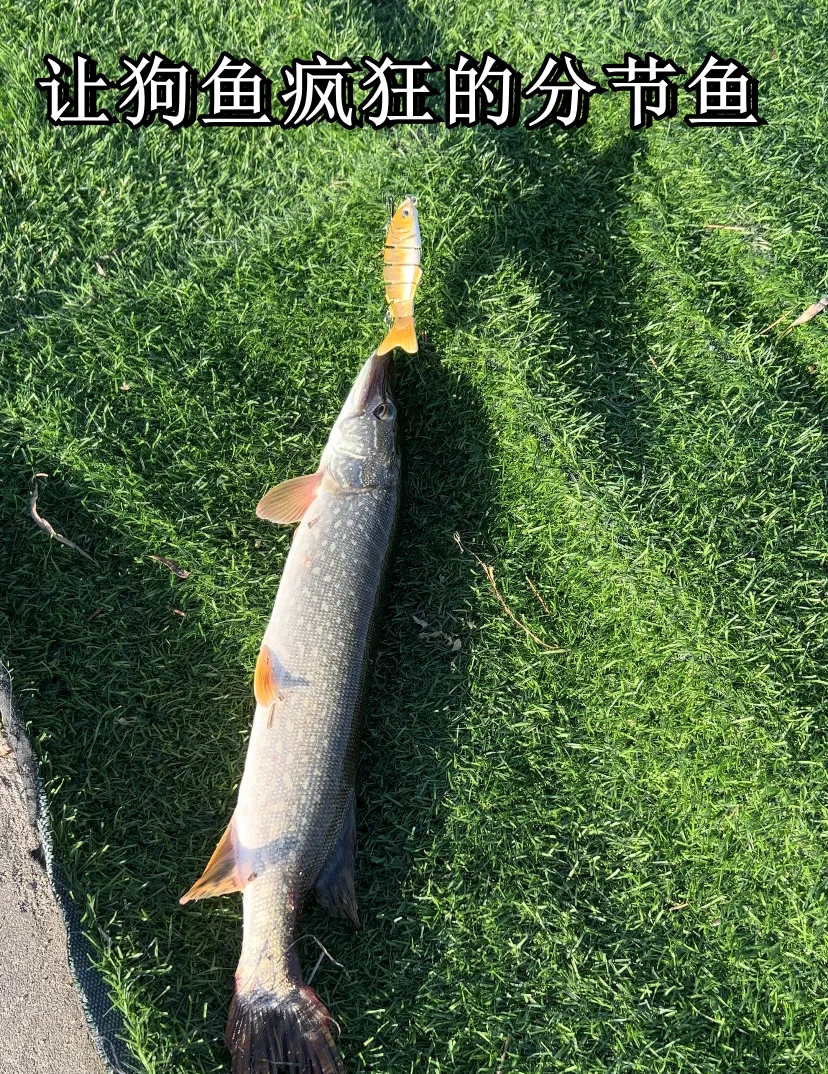 重庆路亚狗鱼(重庆路亚钓鱼) 重庆路亚狗鱼(重庆路亚钓鱼)