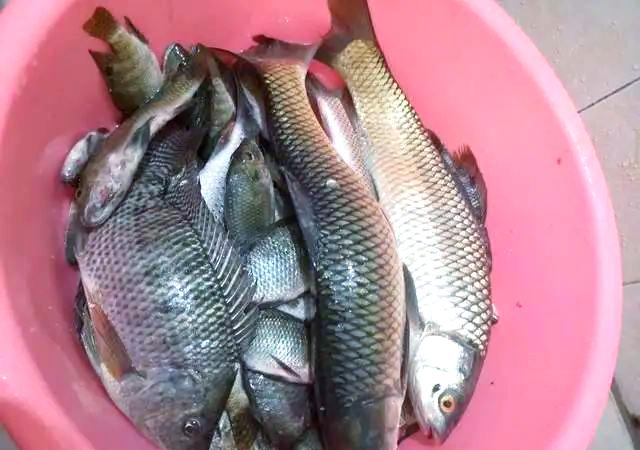 冬季大罗非技巧(入冬钓大罗非) 冬季大罗非技巧(入冬钓大罗非)