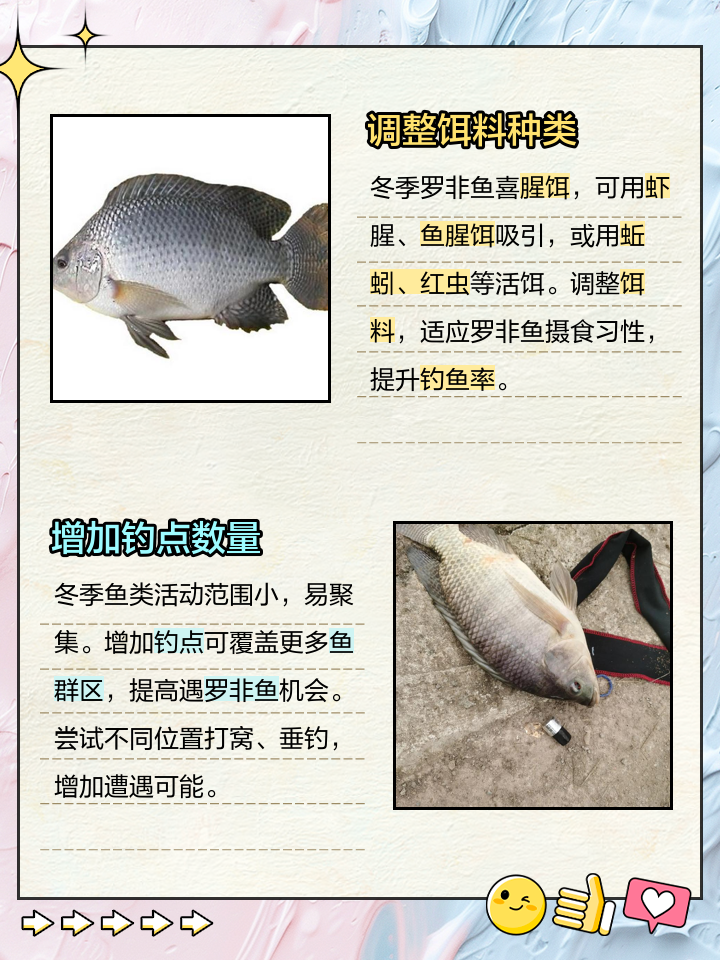 冬季大罗非技巧(入冬钓大罗非) 冬季大罗非技巧(入冬钓大罗非)