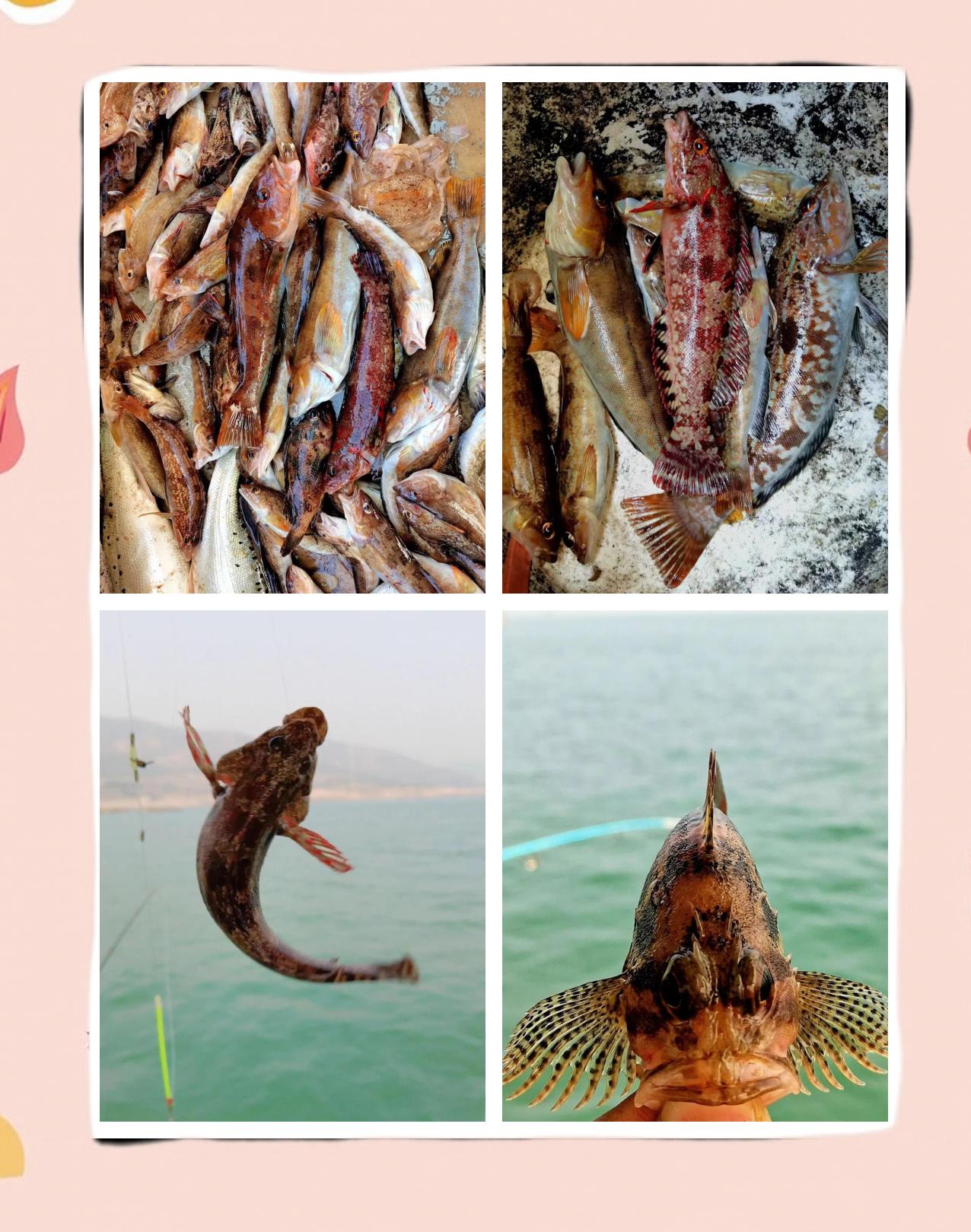 秦皇岛海钓用什么饵(秦皇岛海边钓鱼用什么鱼饵) 秦皇岛海钓用什么饵(秦皇岛海边钓鱼用什么鱼饵)