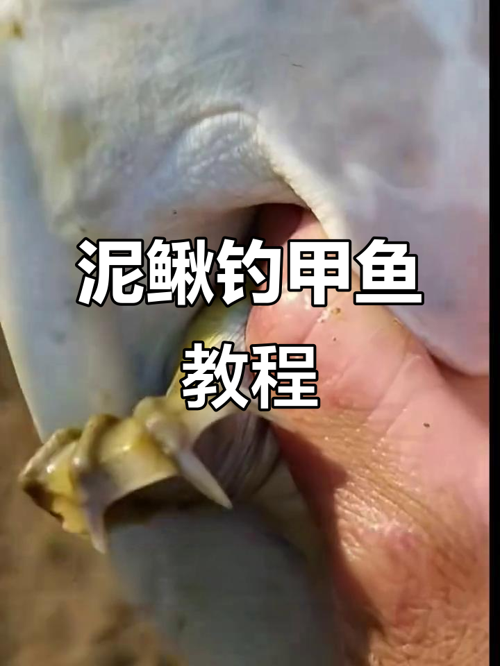 泥鳅能做鱼饵海钓吗(泥鳅能当海钓饵吗) 泥鳅能做鱼饵海钓吗(泥鳅能当海钓饵吗)