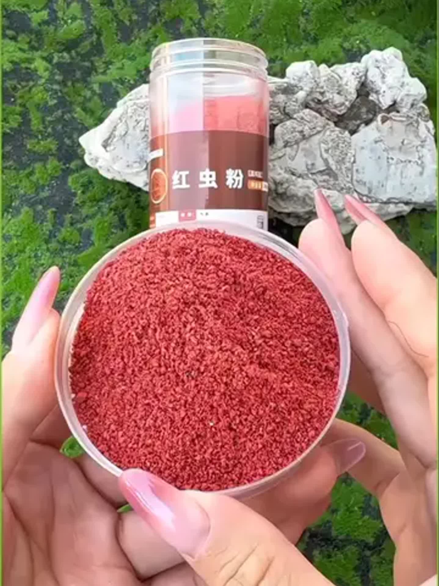 夏季红虫粉钓鱼技巧(红虫粉怎么钓鱼)