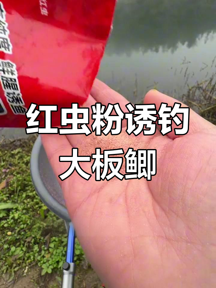 夏季红虫粉钓鱼技巧(红虫粉怎么钓鱼)