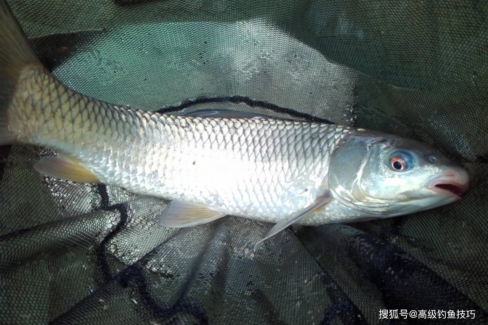 商品饵料化不快(商品饵化得太快怎么办) 商品饵料化不快(商品饵化得太快怎么办)