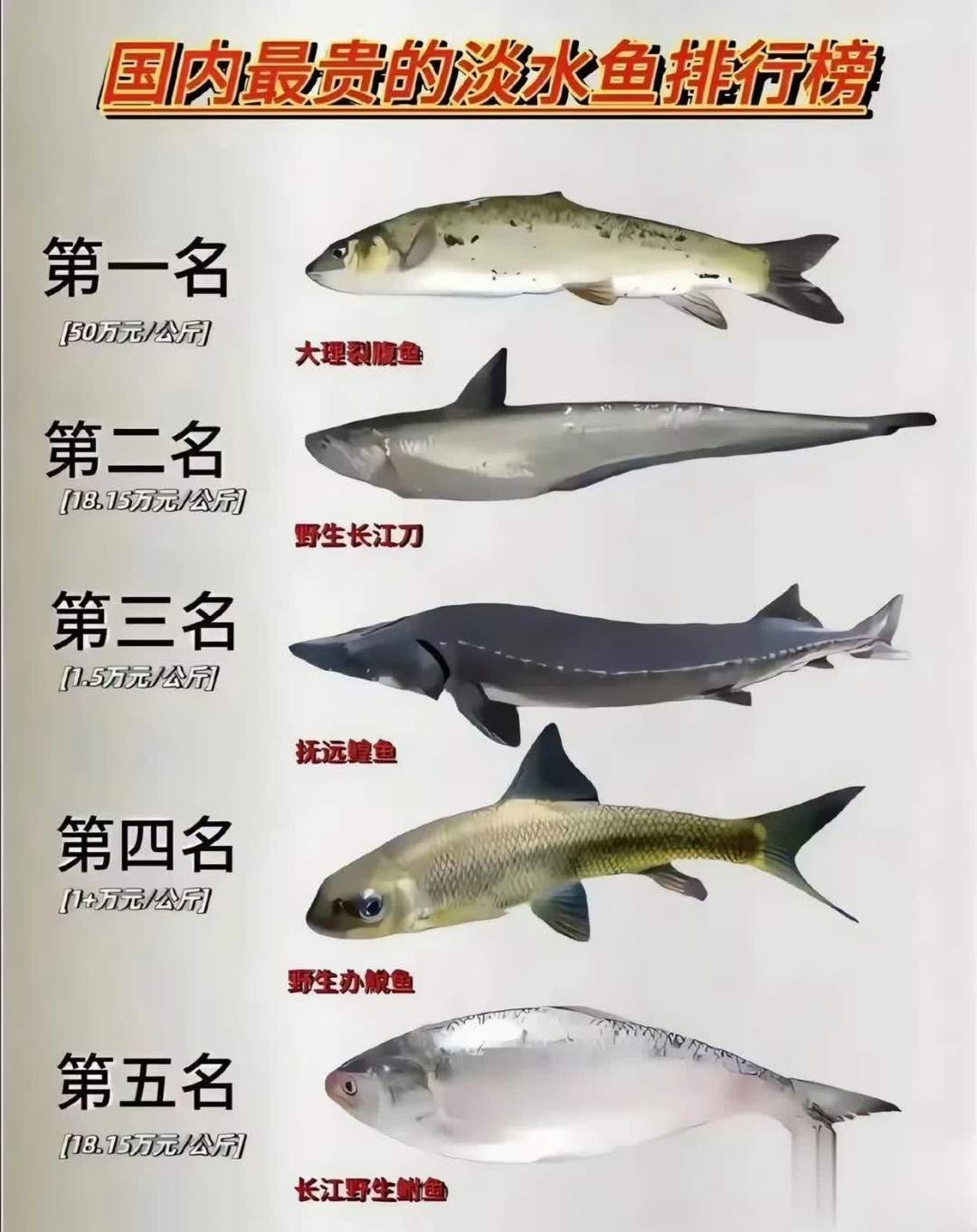 海钓哪种鱼卖的最贵(海钓比较贵的鱼类) 海钓哪种鱼卖的最贵(海钓比较贵的鱼类)