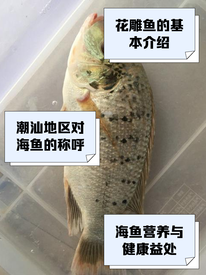 海钓哪种鱼卖的最贵(海钓比较贵的鱼类) 海钓哪种鱼卖的最贵(海钓比较贵的鱼类)