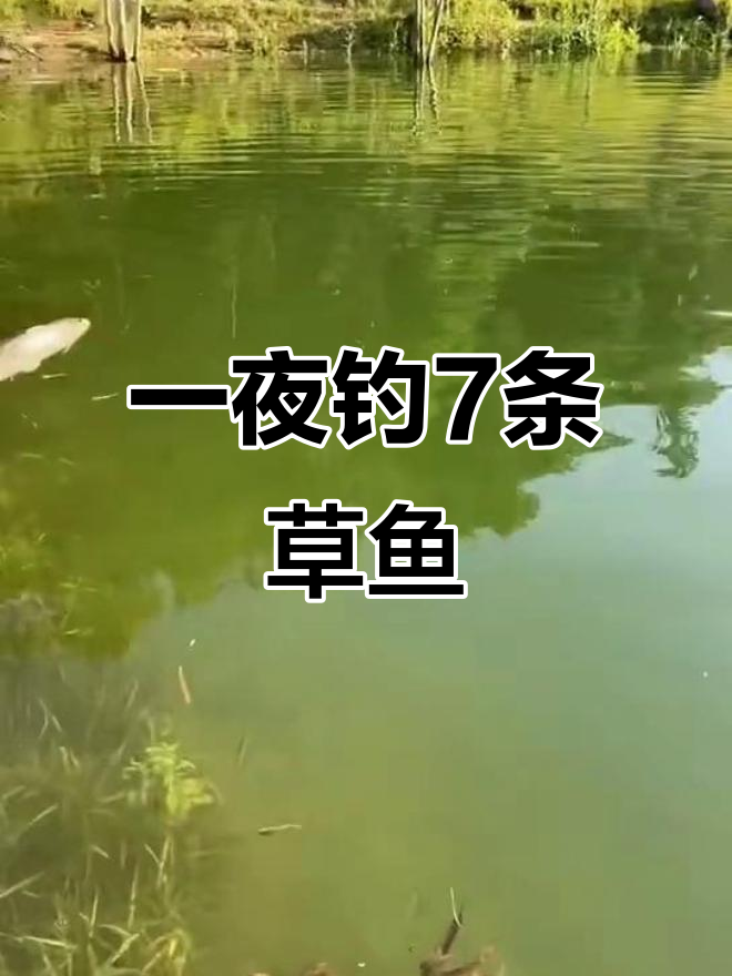 夜晚塘钓草鱼技巧(野塘夜钓) 夜晚塘钓草鱼技巧(野塘夜钓)