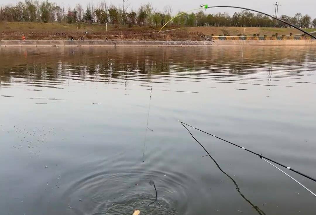 渭河里钓鱼钓鱼技巧(渭河野钓怎么钓) 渭河里钓鱼钓鱼技巧(渭河野钓怎么钓)