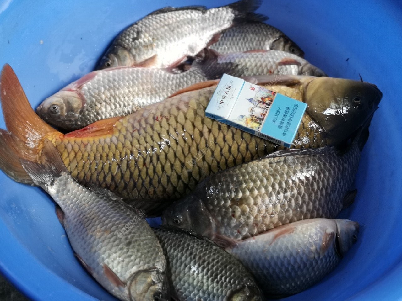 鱼药渔具南阳(南阳市哪里有卖鱼饲料的) 鱼药渔具南阳(南阳市哪里有卖鱼饲料的)