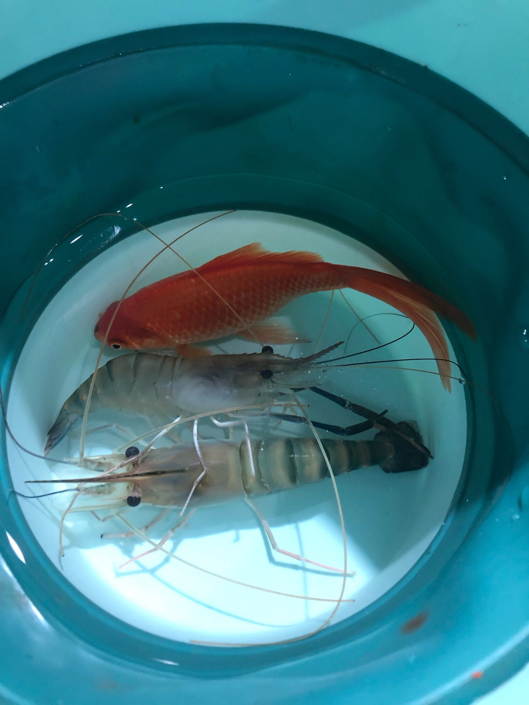 海钓黑金鱼怎么钓(海钓黑金鱼怎么钓最好) 海钓黑金鱼怎么钓(海钓黑金鱼怎么钓最好)