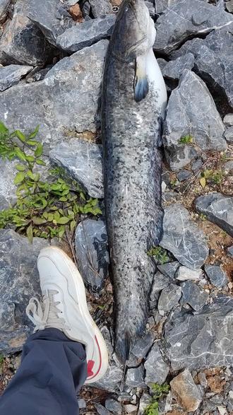 急流路亚鲶鱼(路亚大鲶鱼绝杀方法) 急流路亚鲶鱼(路亚大鲶鱼绝杀方法)