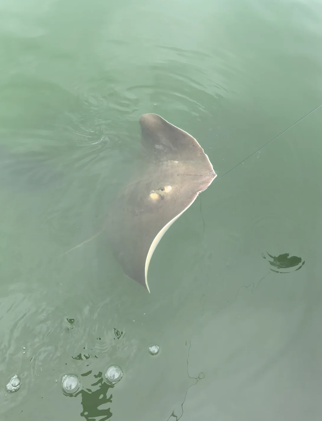 冬天路亚海鱼(冬天路亚可以打黑鱼吗) 冬天路亚海鱼(冬天路亚可以打黑鱼吗)