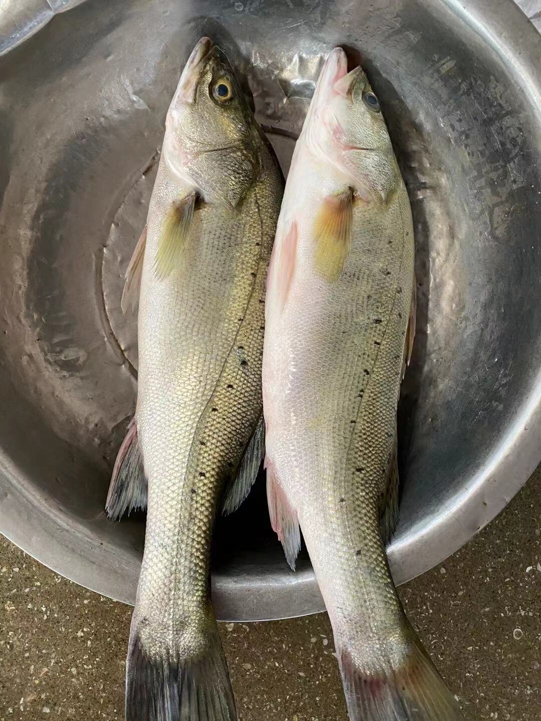 庄河栗子芳海钓鲈鱼(大连海边钓燕鲅鱼视频) 庄河栗子芳海钓鲈鱼(大连海边钓燕鲅鱼视频)