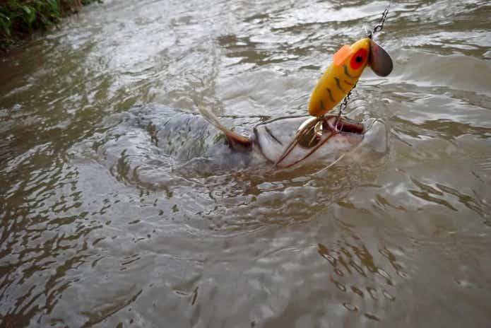 路亚沉底钓鲶鱼(路亚鲶鱼钓深水还是浅水) 路亚沉底钓鲶鱼(路亚鲶鱼钓深水还是浅水)
