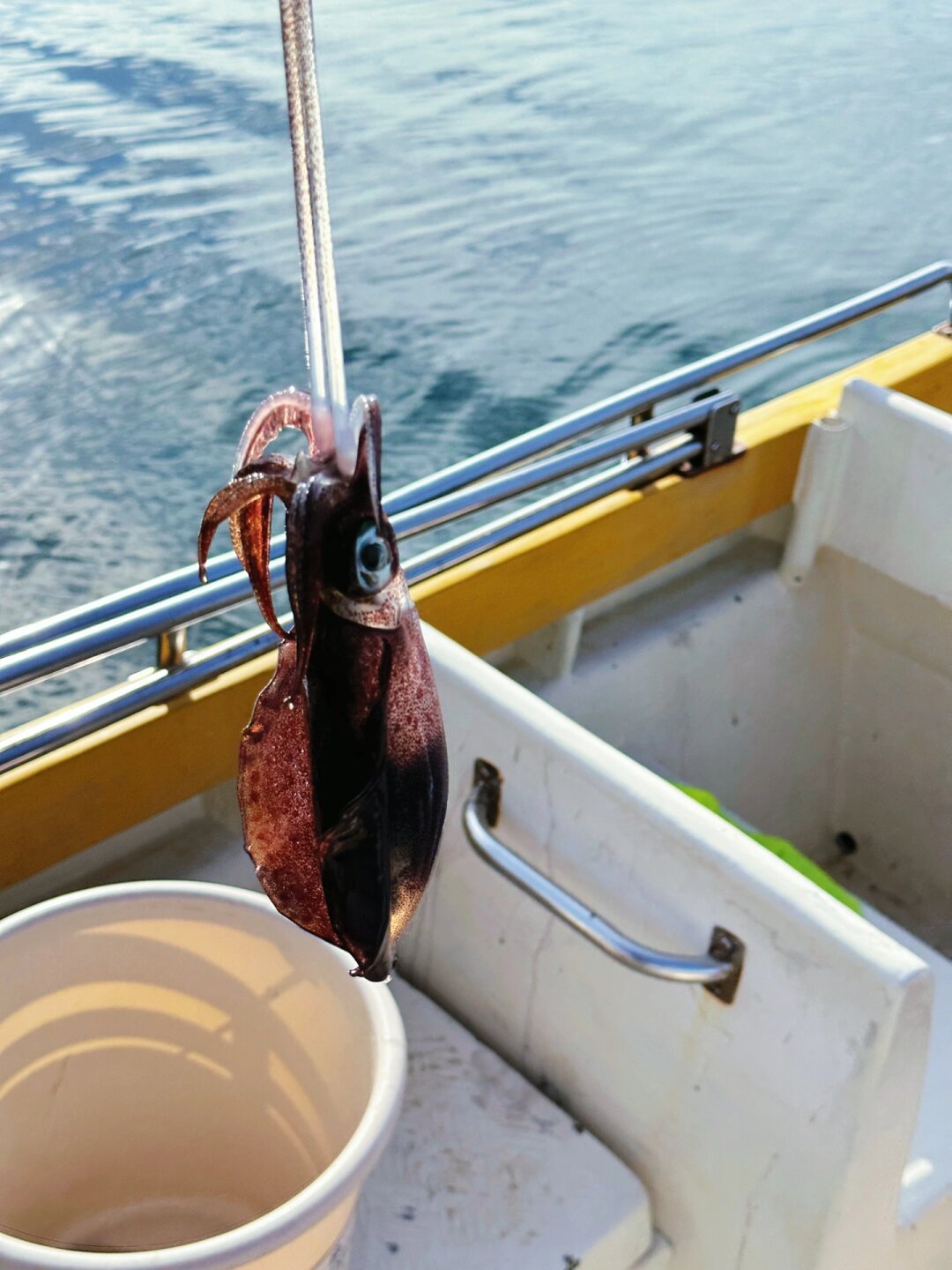 用沙虫海钓(海钓用沙虫挂钩图片) 用沙虫海钓(海钓用沙虫挂钩图片)