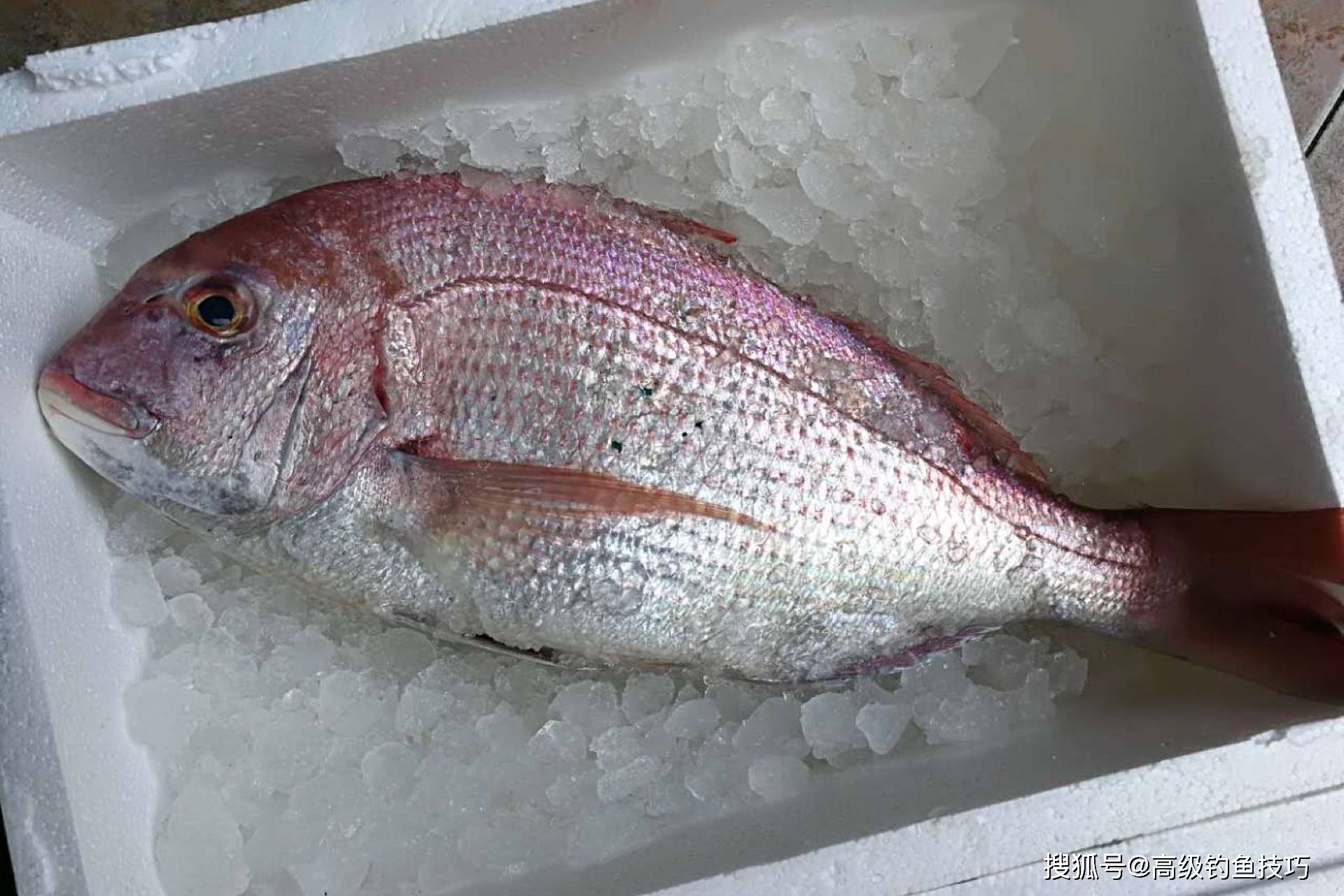 惠州海钓的鱼(惠州海边钓鱼的地方有哪些免费) 惠州海钓的鱼(惠州海边钓鱼的地方有哪些免费)