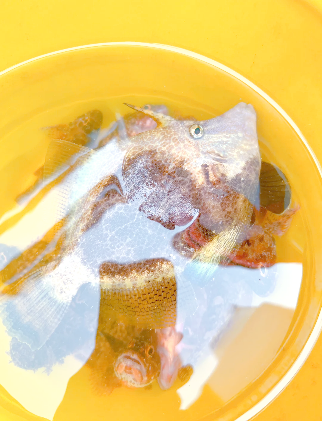 惠州海钓的鱼(惠州海边钓鱼的地方有哪些免费) 惠州海钓的鱼(惠州海边钓鱼的地方有哪些免费)