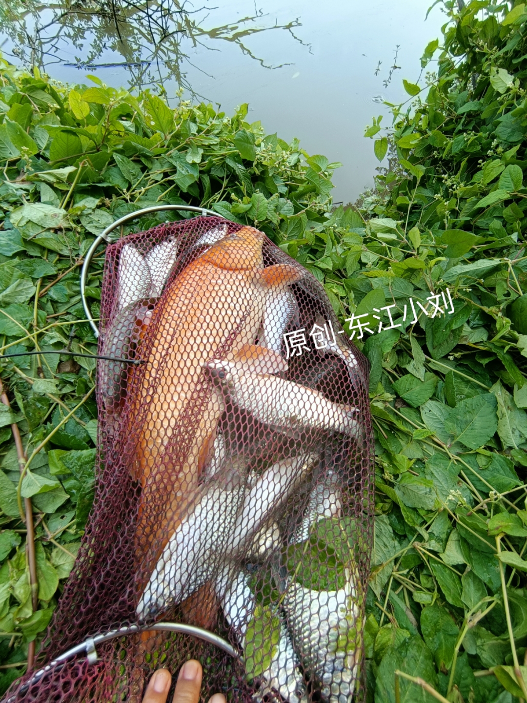 深圳大青海钓网(深圳海钓视频) 深圳大青海钓网(深圳海钓视频)