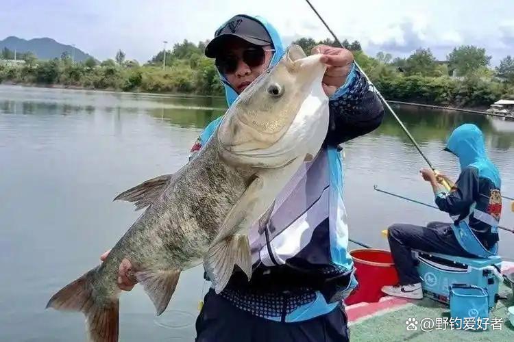 手杆钓鲢鳙技巧视频(手竿钓鲢鳙的方法,钓好了比海竿上鱼快多了) 手杆钓鲢鳙技巧视频(手竿钓鲢鳙的方法,钓好了比海竿上鱼快多了)