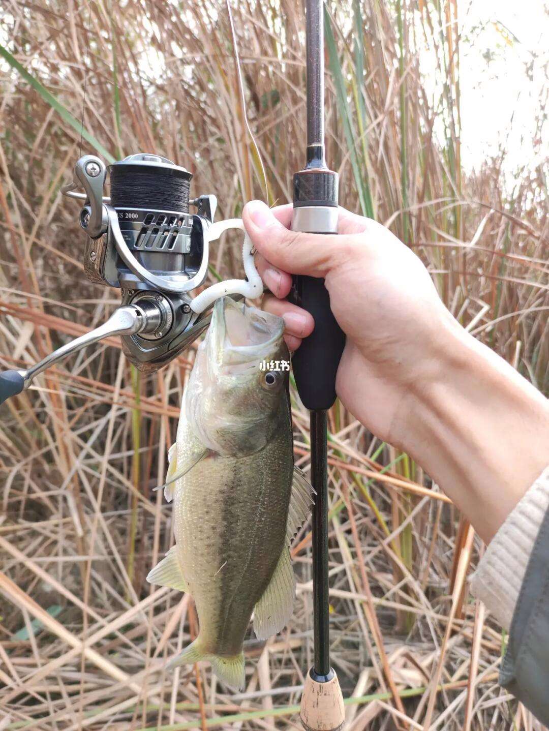 路亚小鸡钓组(路亚钓小鱼视频) 路亚小鸡钓组(路亚钓小鱼视频)